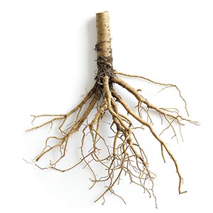 Angelica Root as a Perfume Note Ingredient