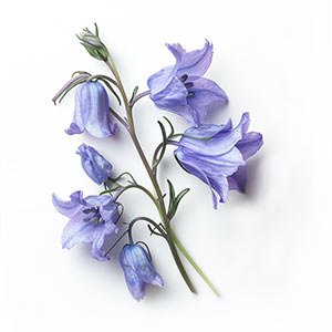 Photo Bluebell :: fragrance ingredients