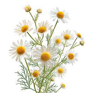 Chamomile as a Perfume Note Ingredient