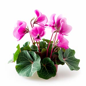 Cyclamen as a Perfume Note Ingredient