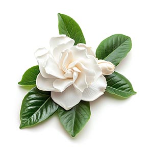 Gardenia as a Perfume Note Ingredient