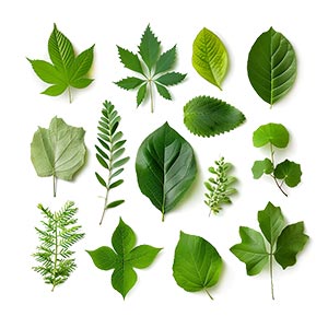 Green Leaves in Business & Professional Perfumes