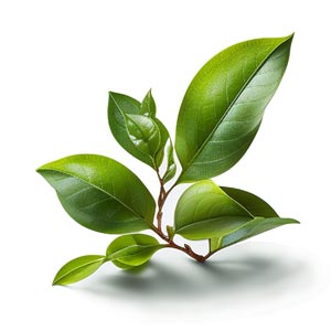 Green Tea as a Perfume Note Ingredient