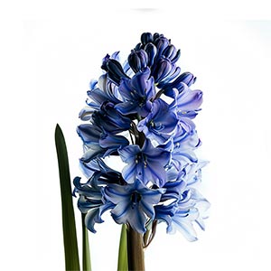Hyacinth in Spring Perfumes