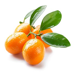 Kumquat Fragrance Note