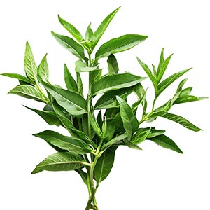 Lemon Verbena as a Perfume Note Ingredient