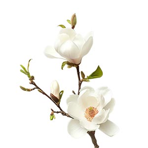 Magnolia as a Perfume Note Ingredient