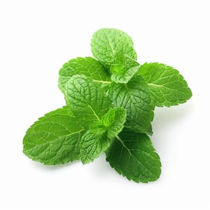 Mint as a Perfume Note Ingredient