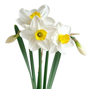 Narcissus as a Perfume Note Ingredient
