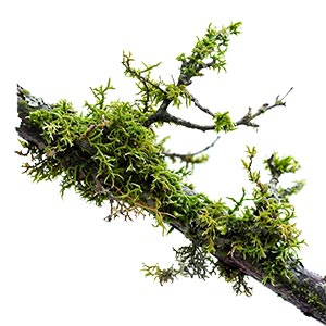 Oakmoss as a Perfume Note Ingredient