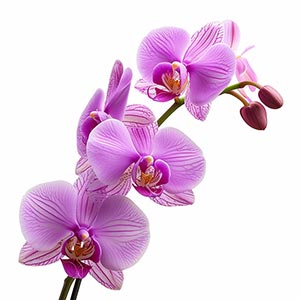 Orchid in Romantic Perfumes