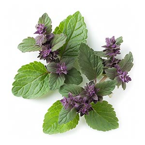 Patchouli as a Perfume Note Ingredient