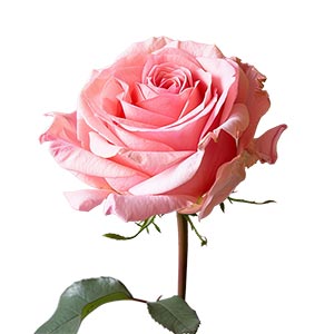 Rose in Romantic Perfumes