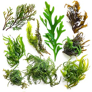 Seaweed as a Perfume Note Ingredient