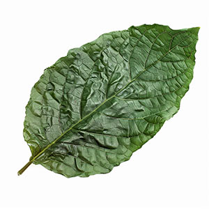 Photo Tobacco Leaf :: fragrance ingredients