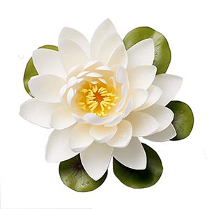 Water Lily as a Perfume Note Ingredient