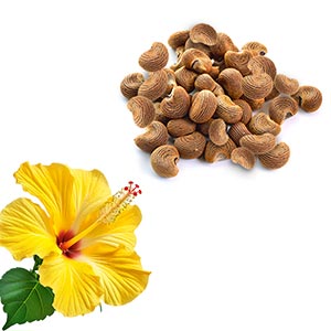 Ambrette as a Perfume Note Ingredient