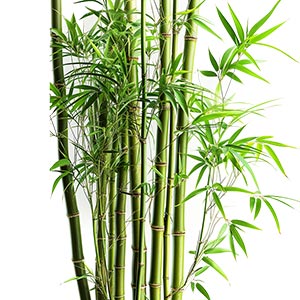 Bamboo Fragrance Ingredient