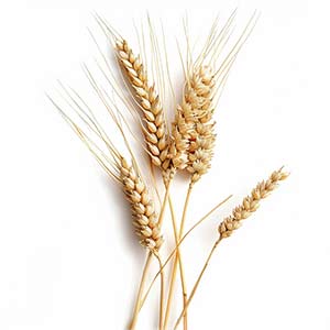 Barley Fragrance Ingredient