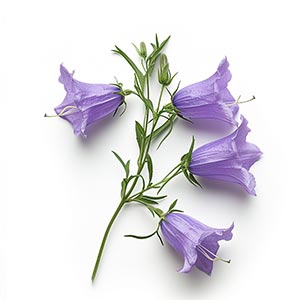 Bellflower Fragrance Ingredient
