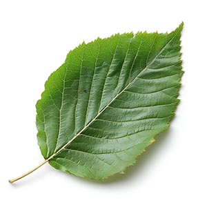 Birch Leaf Fragrance Ingredient