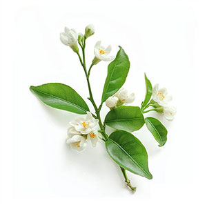 Bitter Orange Blossom Fragrance Ingredient