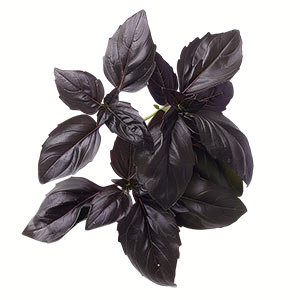 Black Basil Fragrance Ingredient