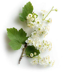 Black Currant Blossom Fragrance Ingredient