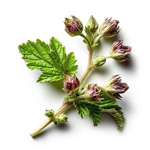 Black Currant Buds Fragrance Ingredient