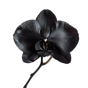 Black Orchid Fragrance Ingredient