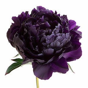 Black Peony Fragrance Ingredient