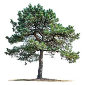 Black Pine Fragrance Ingredient