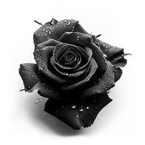 Black Rose Fragrance Ingredient