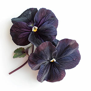 Black Violet Fragrance Ingredient