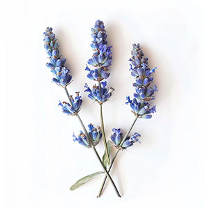 Blue Lavender Fragrance Ingredient