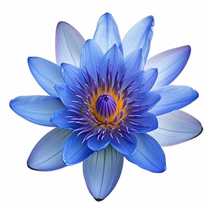 Blue Water Lily Fragrance Ingredient
