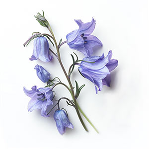 Bluebell Fragrance Ingredient