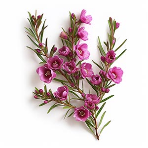 Boronia Fragrance Ingredient