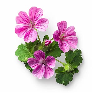 Bourbon Geranium Fragrance Ingredient