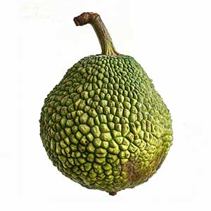 Breadnut Fragrance Ingredient