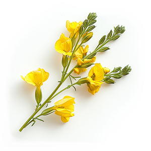 Broom Flower Fragrance Ingredient