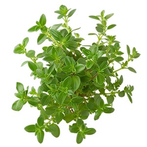 Buchu Fragrance Ingredient