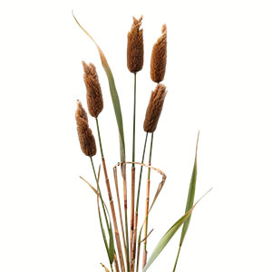 Bulrush Fragrance Ingredient