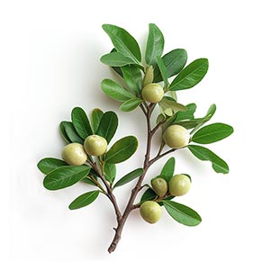 Photo Elemi :: fragrance ingredients