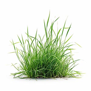 Grass in Business & Professional Perfumes