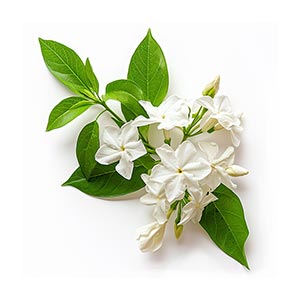 Jasmine Fragrance Note