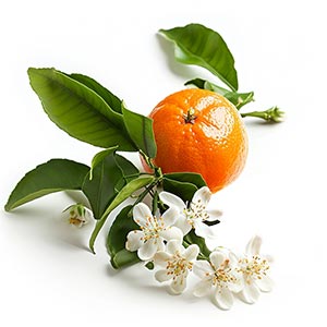 Neroli in Spring Perfumes