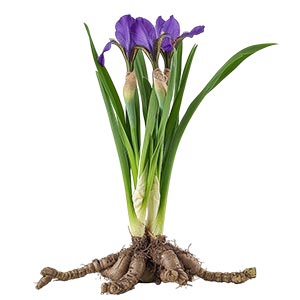 Orris Root as a Perfume Note Ingredient