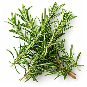 Rosemary in Business & Professional Perfumes