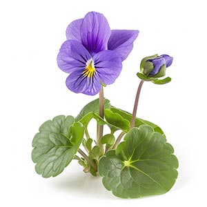Violet as a Perfume Note Ingredient